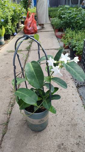 马达加斯加茉莉新娘花盆栽蔓藤花卉爬藤盆栽芳香攀援花庭院容易种