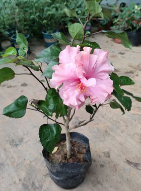 粉色橙色扶桑花带花苞保证正品对版带盆土发货