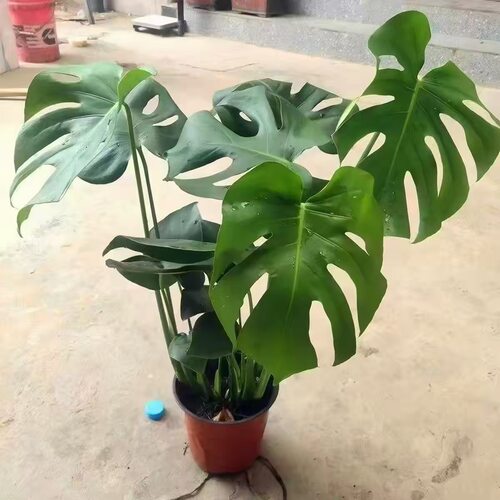 龟背竹大叶四季常青花卉绿植盆栽四季好养活净化空气直发室内绿植
