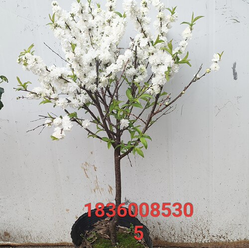 喷雪花带花苞发货