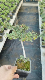 红花荀子平枝四季常绿小叶红果好养盆景办公桌迷你盆景