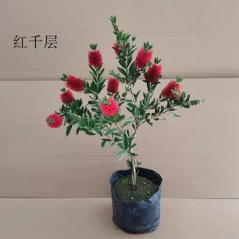 网红红千层树苗庭院植物门前风景树别墅园林绿化苗木耐冻耐寒绿植
