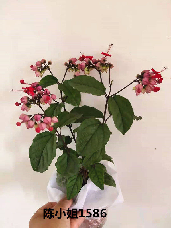 龙吐珠双色盆栽花包邮白花红花苗室内植物开花爬藤花卉