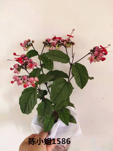 龙吐珠双色盆栽花包邮白花红花苗室内植物开花爬藤花卉