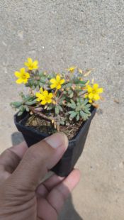 带花木本炸浆草老桩棒叶酢浆草 网红小萌物 多肉植物开花绿植盆栽