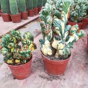 彩山影仙人掌山影锦缀化精挑仙人球盆栽花卉多肉植物绿植