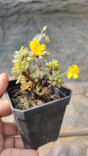 花木本炸浆草老桩棒叶酢浆草 网红小萌物 多肉植物开花绿植盆栽