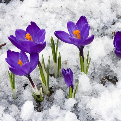 番红花大球西种子药用百合