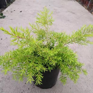 黄金柳盆栽植物花卉