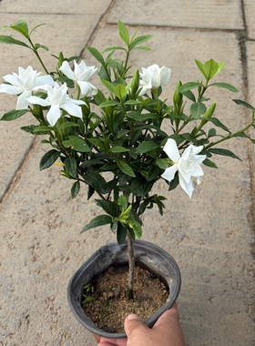 独杆棒棒糖枝枝花栀子花盆栽植物带花苞发货四季开