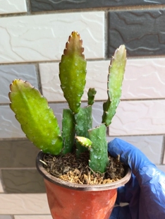 令箭荷花苗一盆三颗10-15厘米