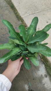 大叶大花虎刺梅带分叉一盆价格