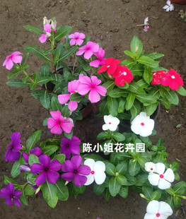 长春花盆栽天天开带花苞观花植物五叶梅庭院客厅盆栽花卉开花