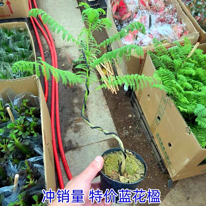 造型盆景蓝花楹黄金榕鸭掌木盆栽植物客厅办公室绿植图片