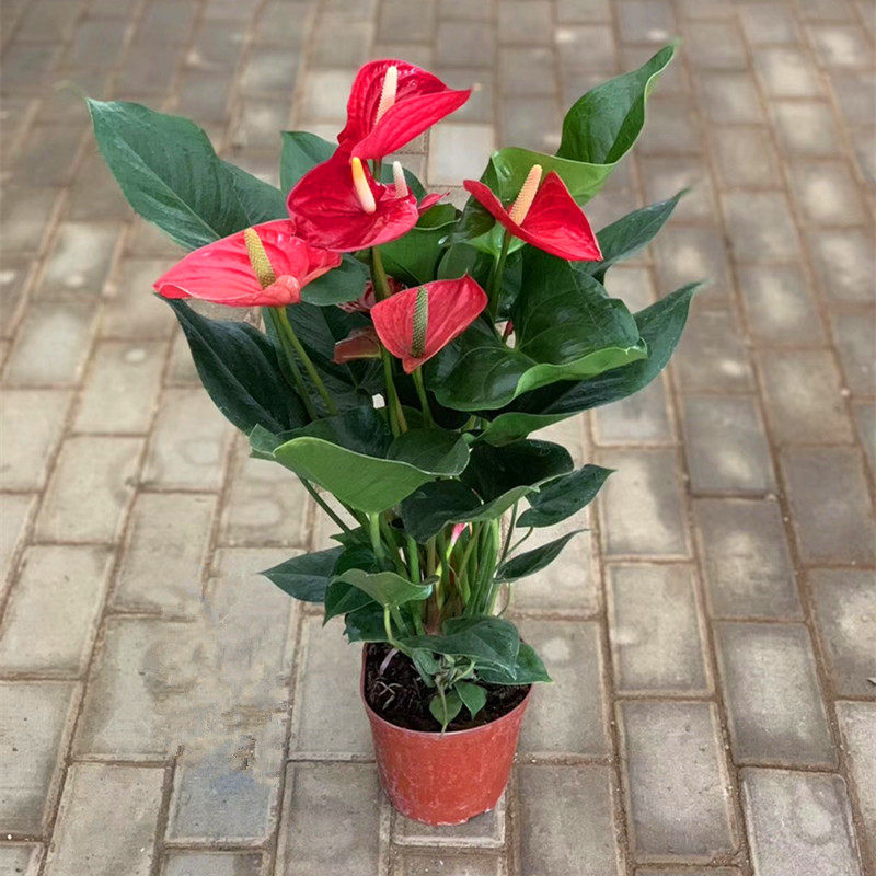 客厅办公室内绿植水培土培盆栽植物 红掌苗带花发货 粉掌带花发货