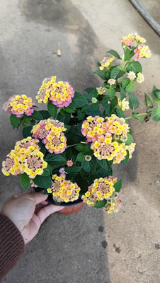 多年生五色梅盆栽花带花苞发货老桩