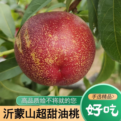 麻点油桃山东深山2026年应季水果脆甜爆汁软桃孕妇时令当季暖棚