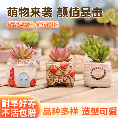 多肉小盆栽精品稀罕新手各种漂亮好养肉肉植物室内绿植带盆组合