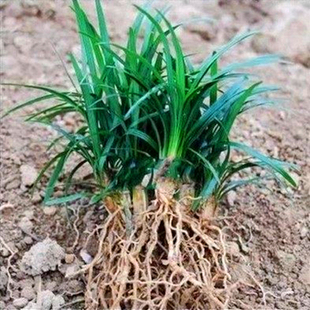 矮生麦冬草玉龙草沿街草庭院植物公园小区常青别墅绿化好种植盆景