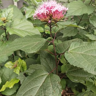 四川新鲜臭牡丹根下单现挖 中草药材晒干货 臭八宝叶 臭脑壳