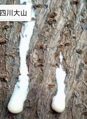 四川深山楮桃汁老构树汁楮实子汁原汁不掺水手工现采冰袋冷藏发货