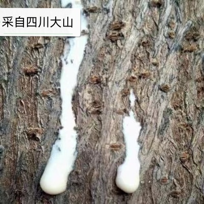 构树汁冰袋泡沫箱四川发货汁现采