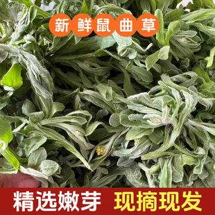 正宗四川现摘现发新鲜清明草鼠曲草清明菜棉菜佛耳草秋水绒毛草