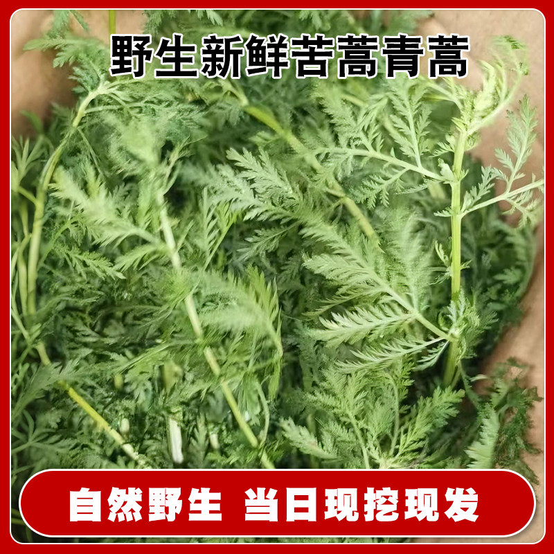 四川生苦蒿草新鲜现挖青蒿清热养生青蒿草中草药今年新鲜苦蒿草