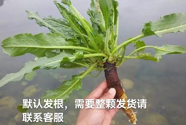 四川新鲜现挖非种植土大黄血三七金不换牛大黄止血草箭头草羊蹄根