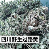铺地莲 走游草 中草药药材 真金草 四川野生晒干过路黄中药金钱草