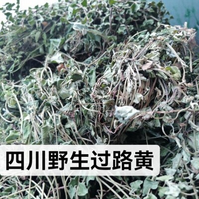 野生现发四川过路黄野生