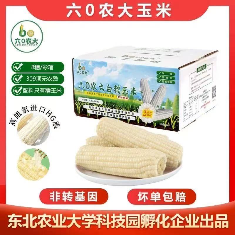 六0农大东北甜糯玉米白糯香甜