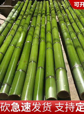 现砍新鲜高山青竹竹筒竹竿花艺婚庆装饰户外桌面摆件绿色短竹段