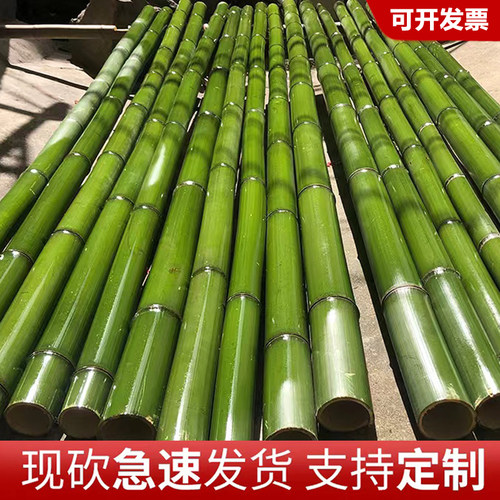 乾乾竹苑各种新鲜现砍竹子定制