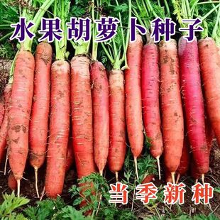 qf水果胡萝卜种子透心红胡萝卜种籽农家菜园秋季易种红胡萝卜种子