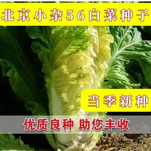 qf北京小杂新56白菜种子黄心大白菜种籽秋播包心白菜种子蔬菜种子