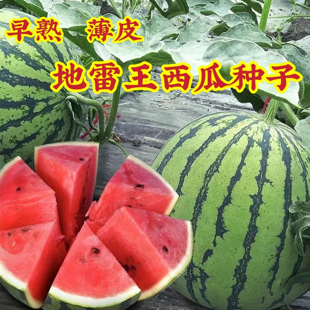 原装花皮地雷王西瓜种子 懒汉西瓜种子 早熟春播水果西瓜种籽种子