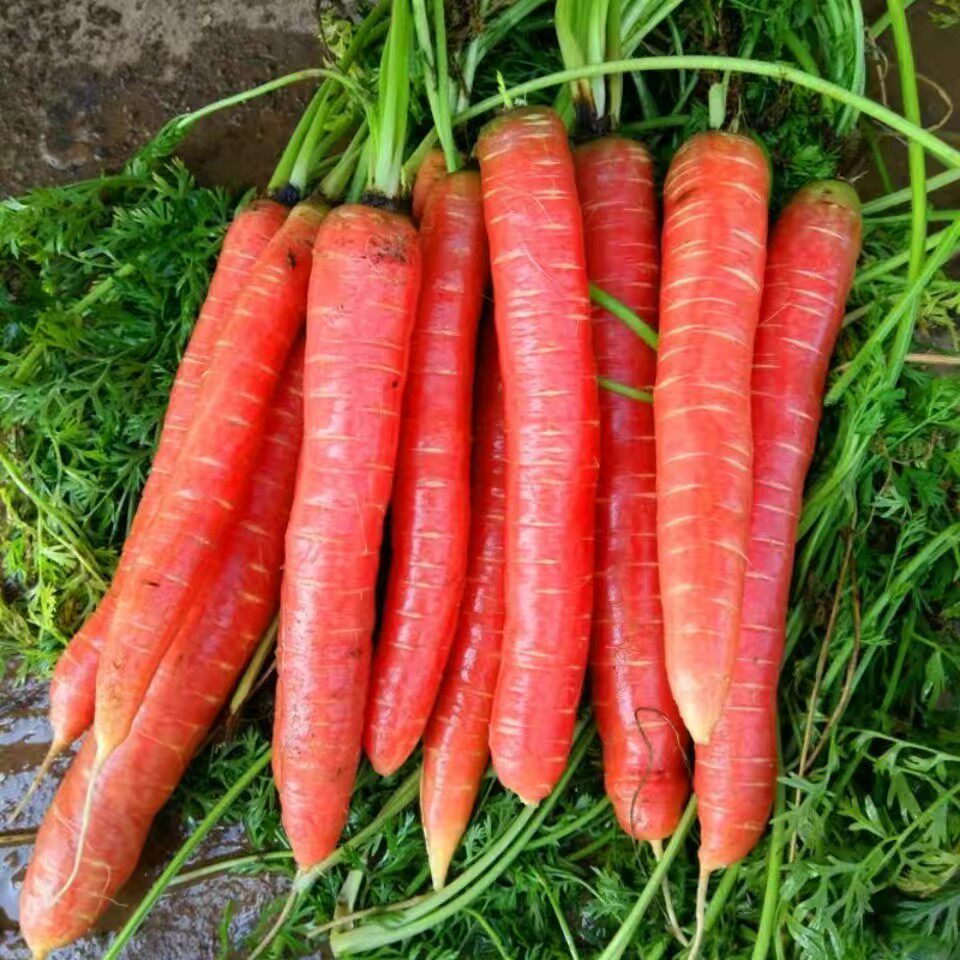 水果胡萝卜种子夏秋季种孑农家红胡萝卜水果萝卜籽秋季播蔬菜种籽