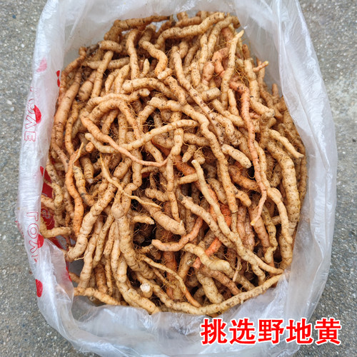 野生地黄中药材现挖新鲜地黄根