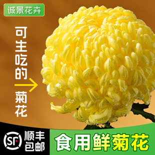 小榄新鲜可食用菊花冰芯糖菊糖芯甜菊花蔬菜生吃凉拌沙拉酒店食材