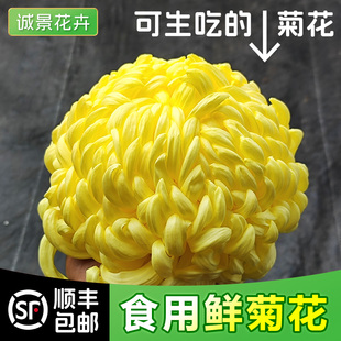 小榄新鲜可食用菊一斤装冰芯糖菊糖芯甜菊花蔬菜生吃凉拌沙拉食材