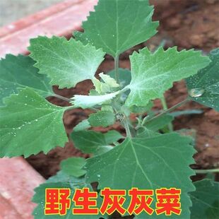 春季新鲜灰灰菜新鲜野菜灰条菜野生灰菜蒸菜食材现采现发