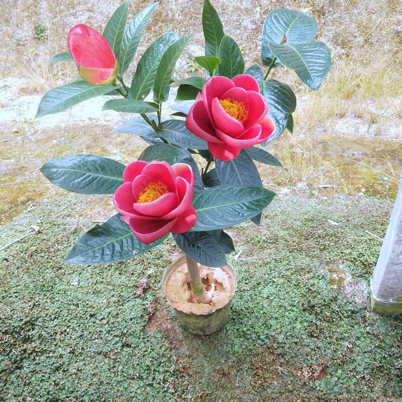 四季抱茎茶花越南四季海棠大花叶大盆栽原生嫁接庭院阳台耐寒易活