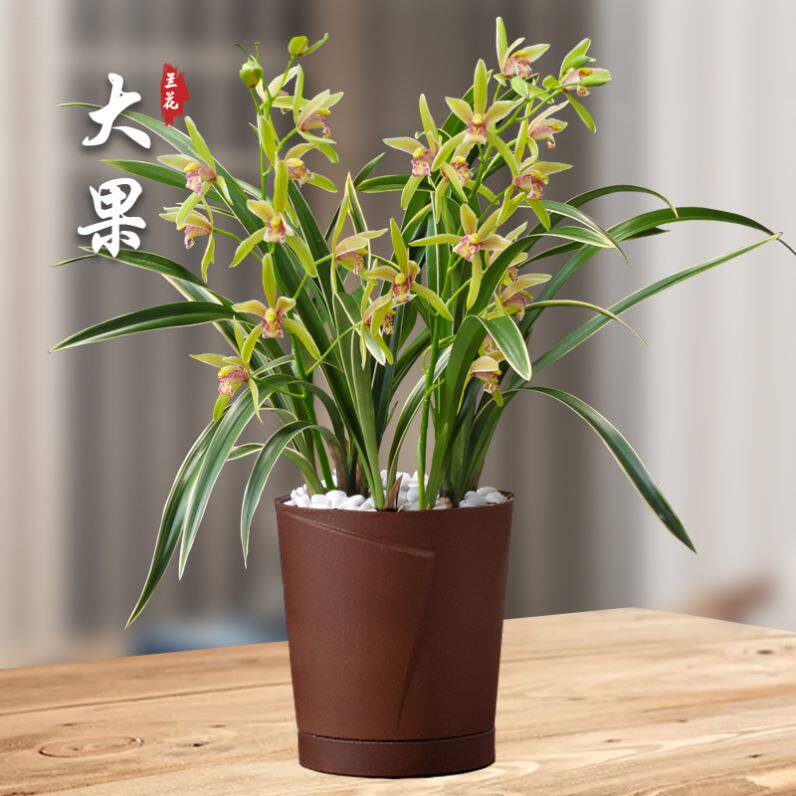 建兰大果冠花香浓郁叶带金边艺好养护适合新手矮种桌面室内兰花