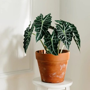 大仙女海芋黑叶芋盆栽室内网红ins风观叶桌面绿植耐阴花卉吸甲醛