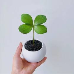 墨西哥铁树四叶幸运草室内办公桌绿植盆栽古风盆景迷你懒人植物