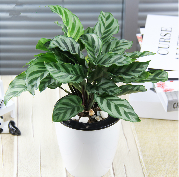 四季常青办公桌面植物翠叶竹芋银皇后如意皇后花卉盆栽室内净化