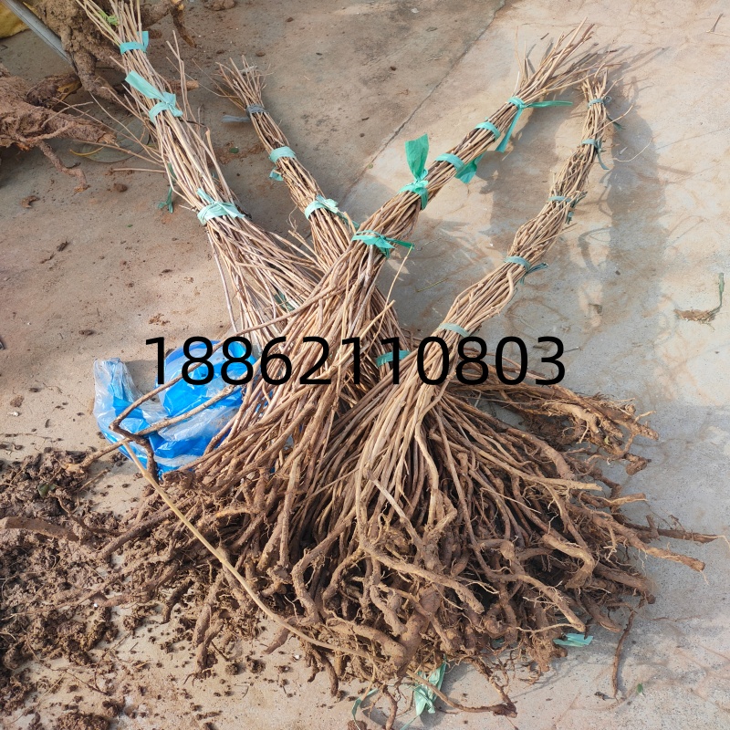 阳台绿化爬藤植物盆栽凌霄花苗