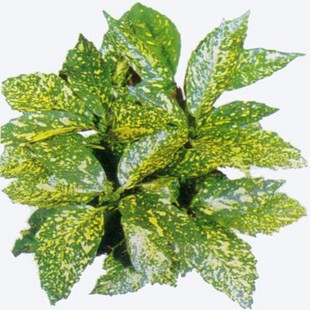 洒金珊瑚树苗庭院别墅绿篱洒金桃叶珊瑚小苗桃叶彩色花卉四季常青