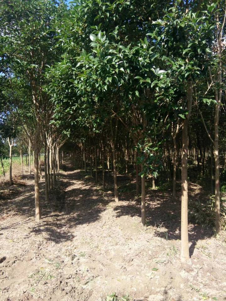 大叶女贞四季常青庭院植物绿化苗 大叶女贞树苗大叶女贞小苗